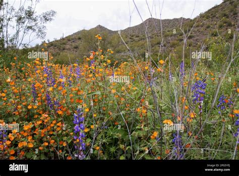 Search Results for Arizona la fleur .